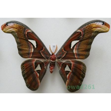 Attacus atlas Linnaeus, 1758 male ex. ovo Thailand 187mm32